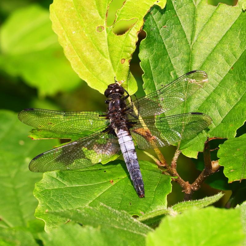 Photo of Chalk-fronted Corporal
