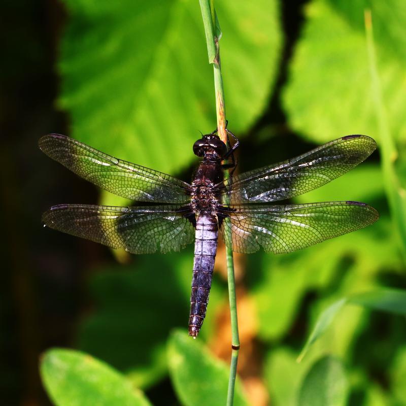 Photo of Chalk-fronted Corporal
