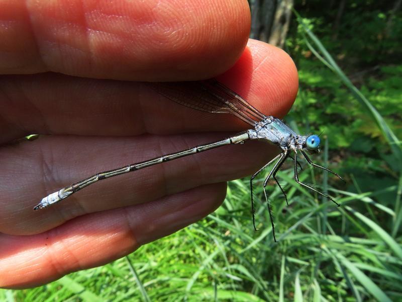 Photo of Amber-winged Spreadwing