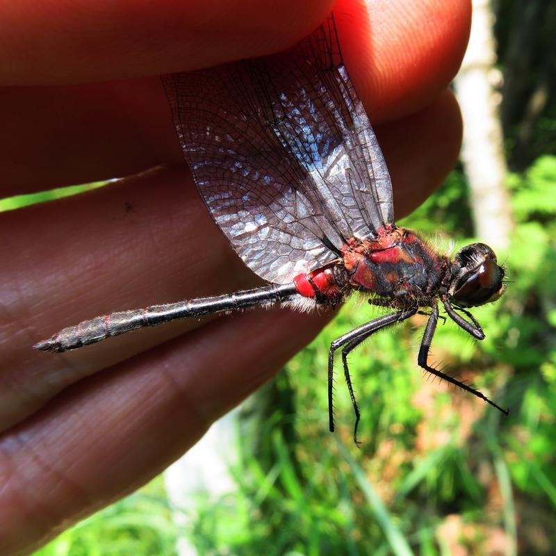 Photo of Crimson-ringed Whiteface