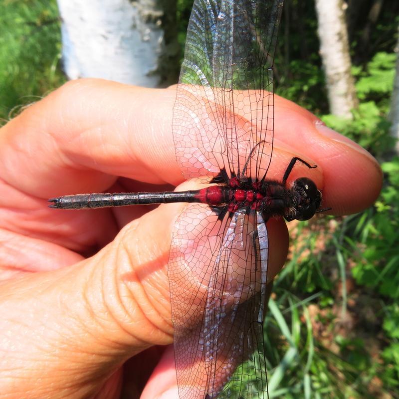 Photo of Crimson-ringed Whiteface
