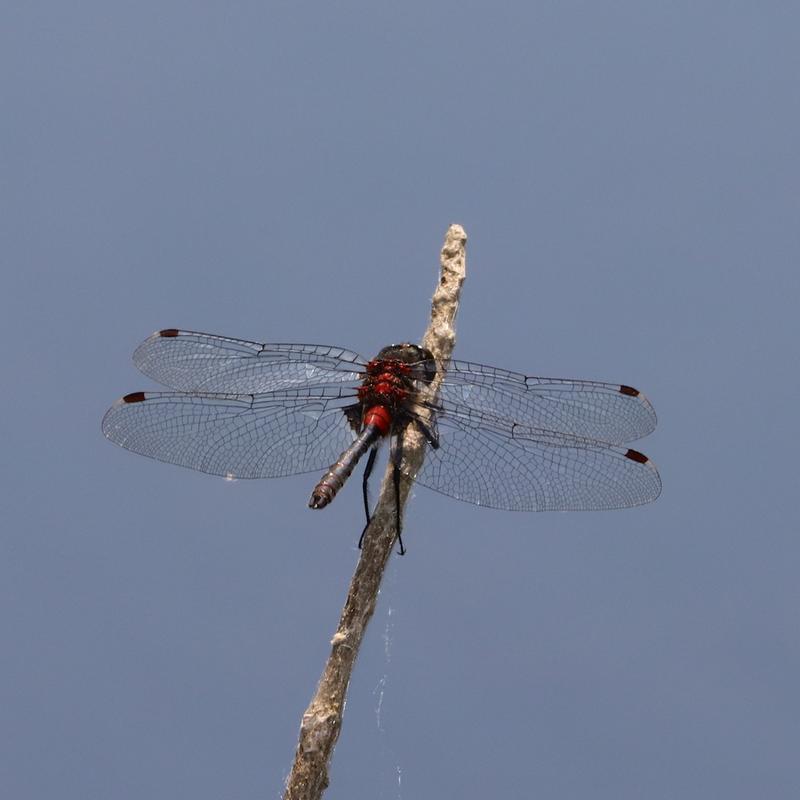 Photo of Crimson-ringed Whiteface