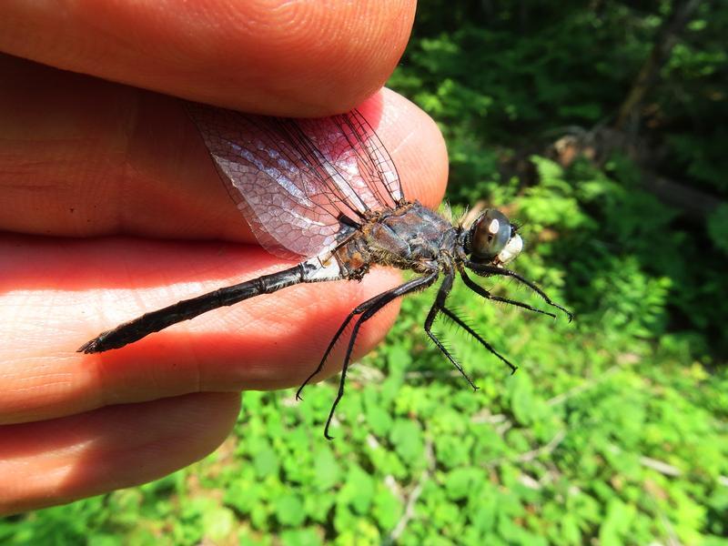 Photo of Belted Whiteface