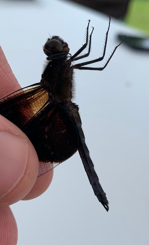 Photo of Widow Skimmer