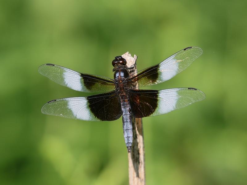 Photo of Widow Skimmer