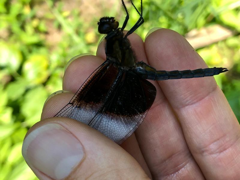 Photo of Widow Skimmer