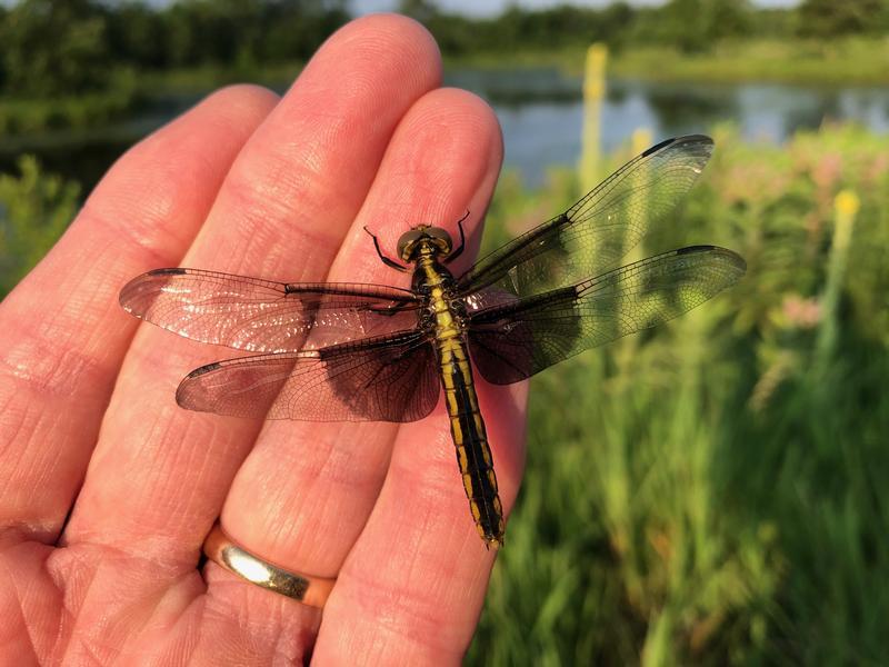 Photo of Widow Skimmer