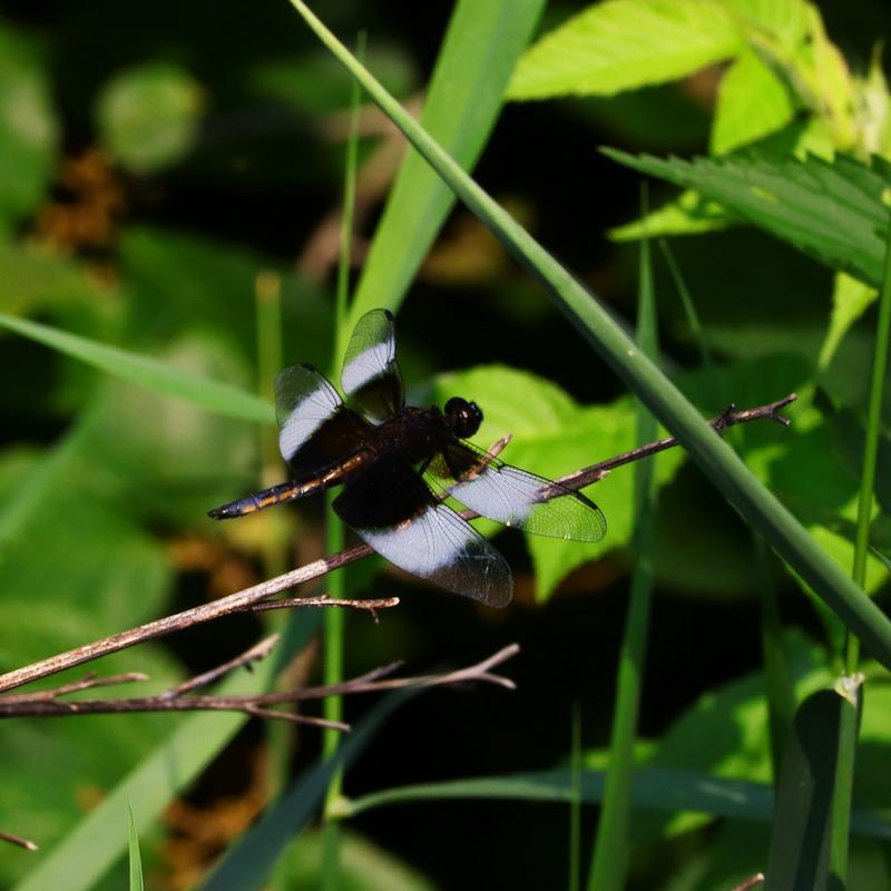 Photo of Widow Skimmer