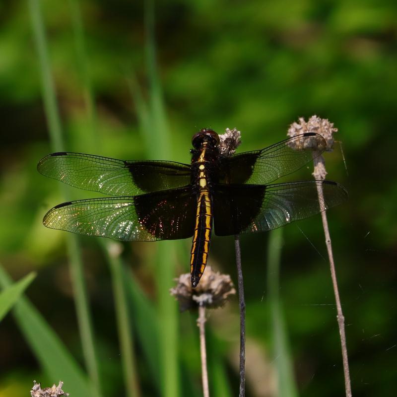 Photo of Widow Skimmer
