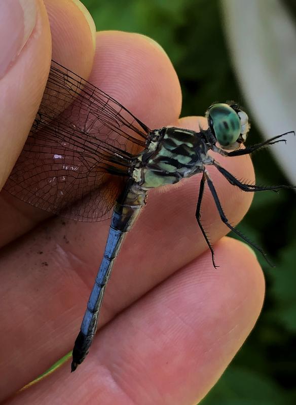 Photo of Blue Dasher