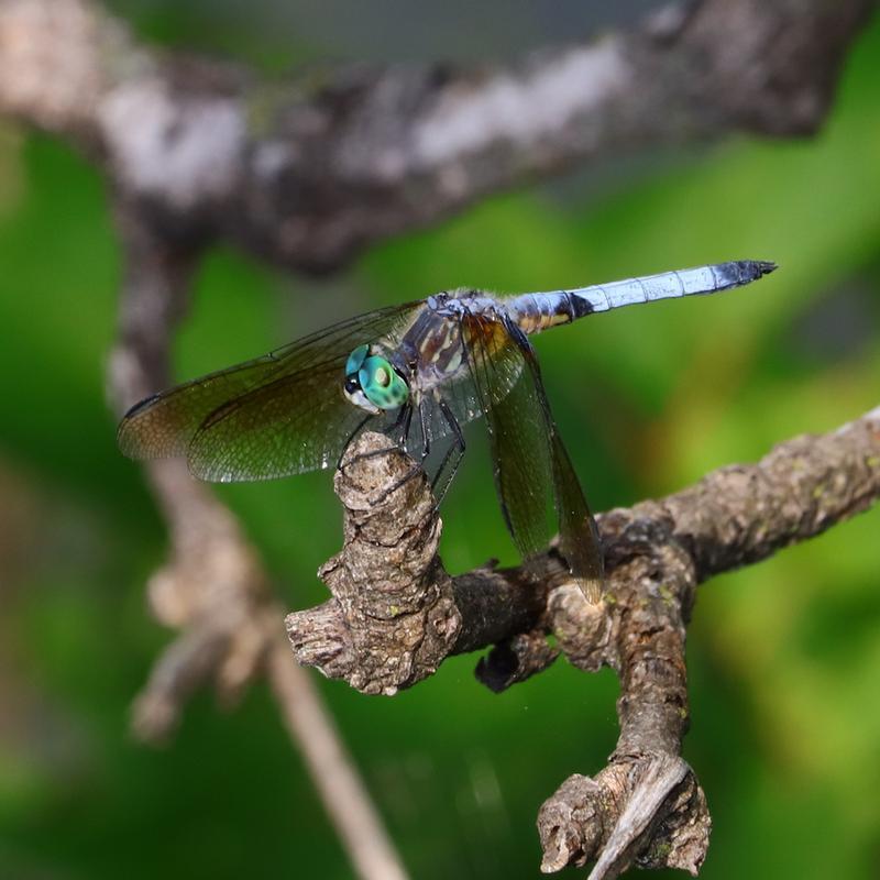 Photo of Blue Dasher