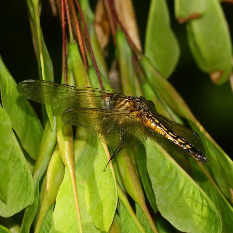 Photo of Blue Dasher