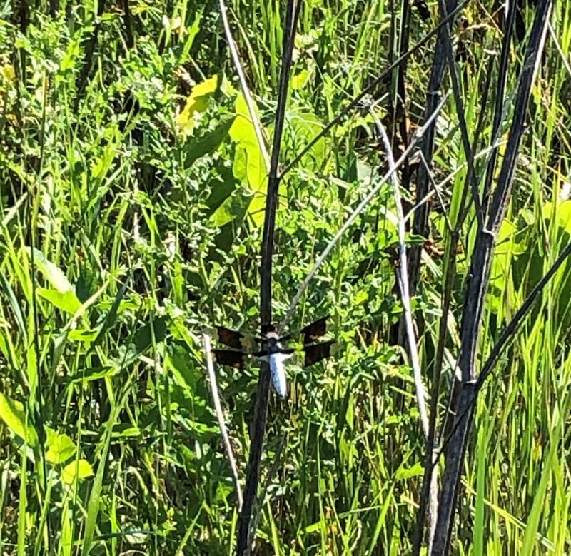 Photo of Common Whitetail