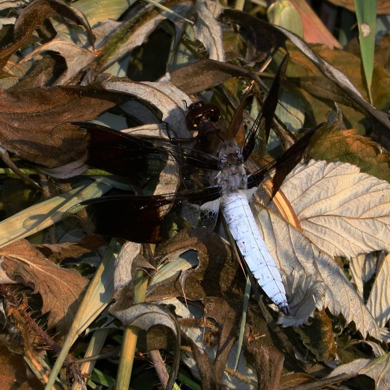 Photo of Common Whitetail