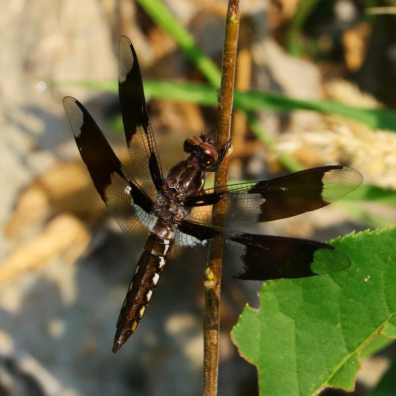 Photo of Common Whitetail