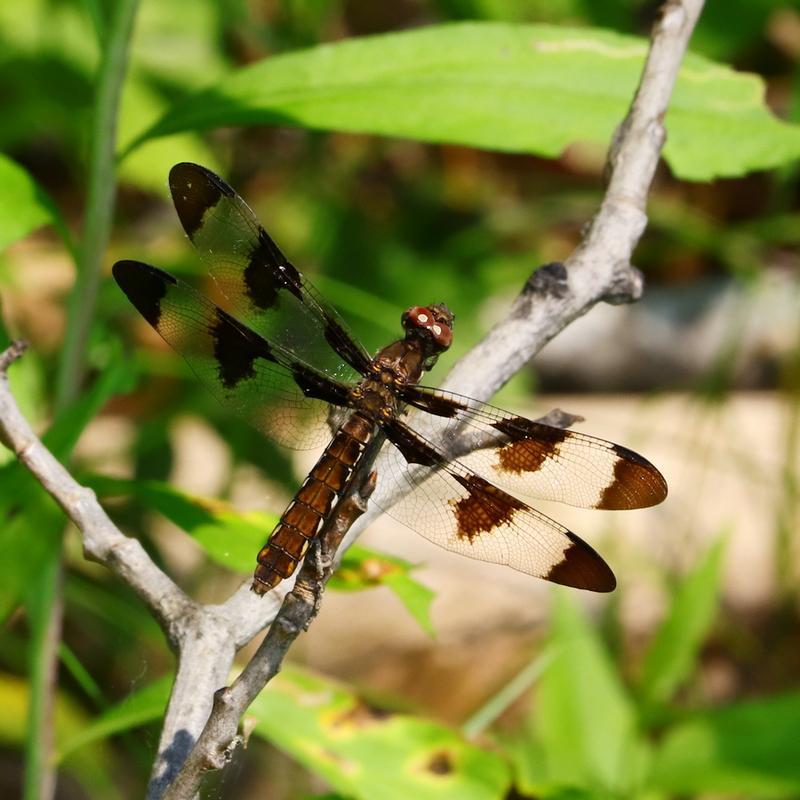 Photo of Common Whitetail