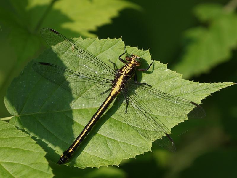 Photo of Riverine Clubtail