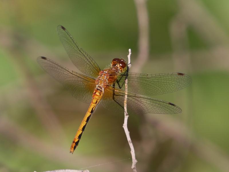 Photo of Cherry-faced Meadowhawk