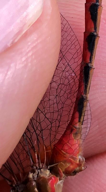 Photo of Ruby Meadowhawk