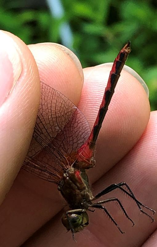 Photo of Ruby Meadowhawk