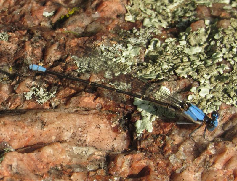 Photo of Blue-fronted Dancer