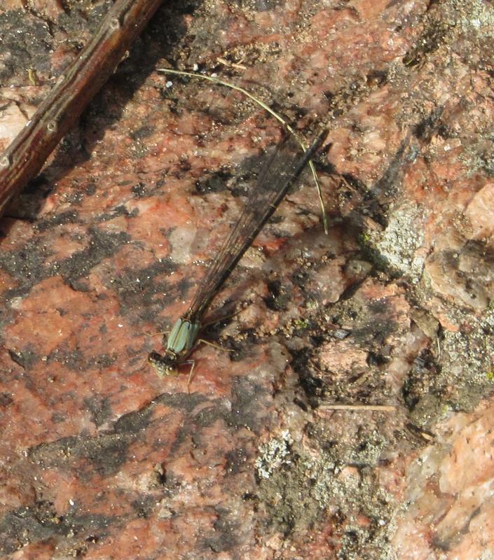 Photo of Powdered Dancer