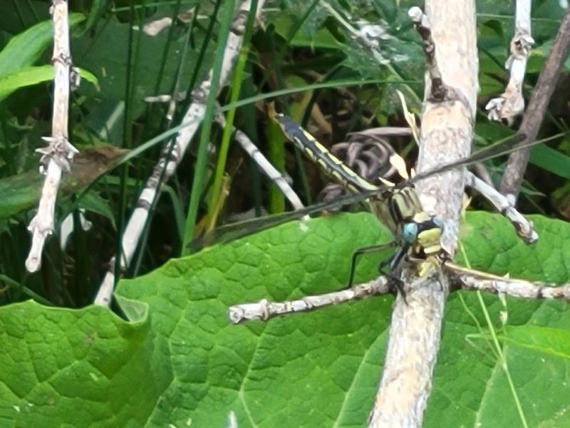 Photo of Horned Clubtail