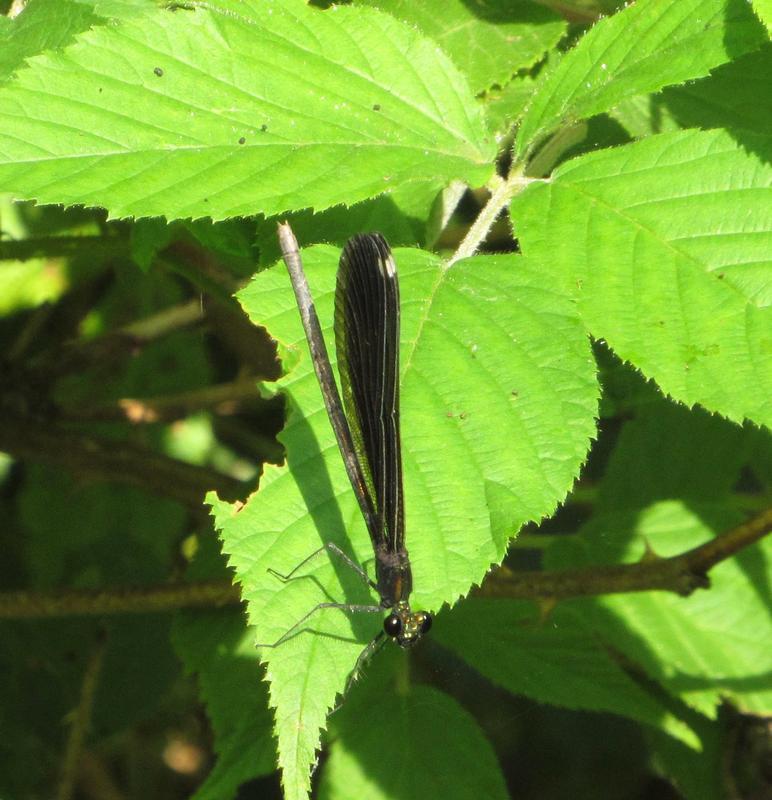 Photo of Ebony Jewelwing