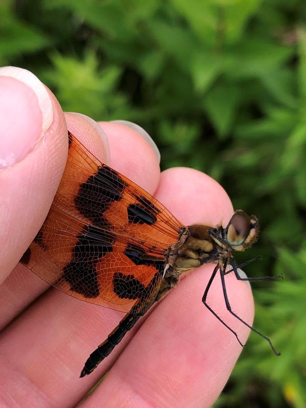 Photo of Halloween Pennant