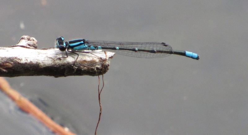 Photo of Skimming Bluet