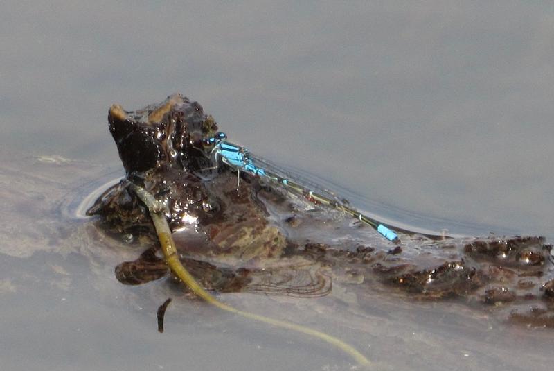 Photo of Skimming Bluet