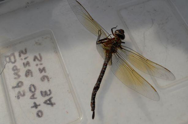 Photo of Swamp Darner