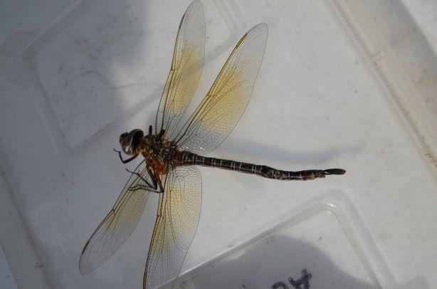 Photo of Swamp Darner