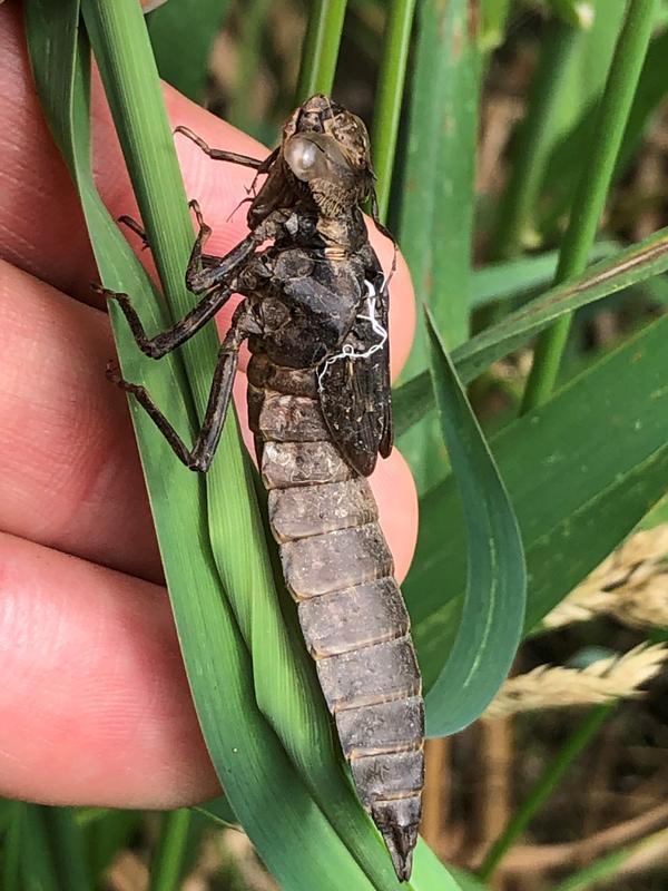 Photo of Swamp Darner