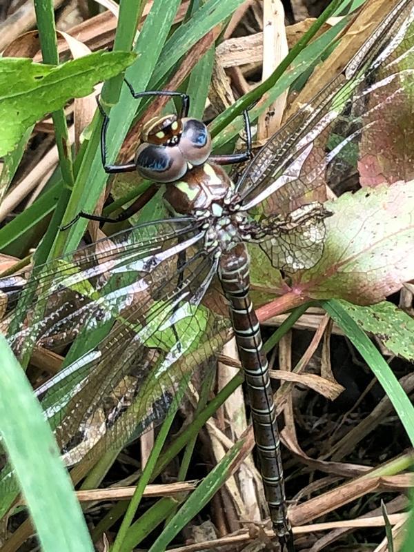 Photo of Swamp Darner