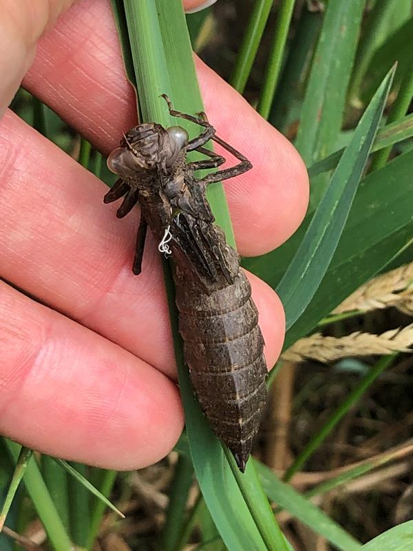 Photo of Swamp Darner