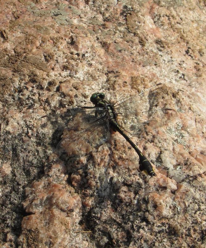 Photo of Cobra Clubtail