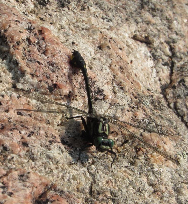 Photo of Cobra Clubtail