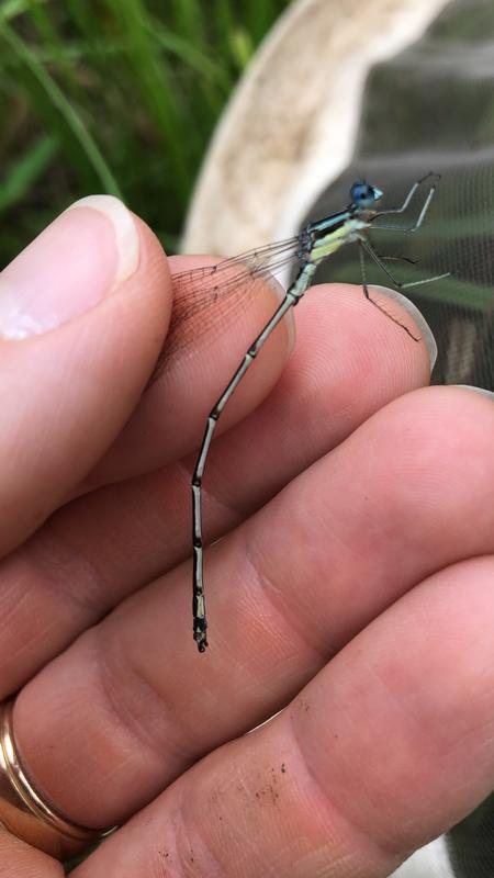 Photo of Slender Spreadwing