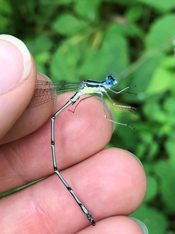 Photo of Slender Spreadwing