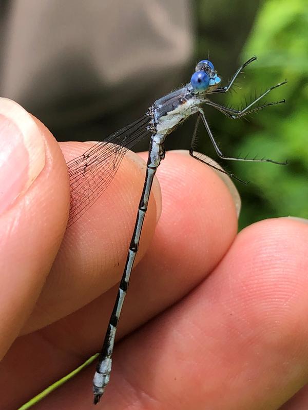 Photo of Sweetflag Spreadwing