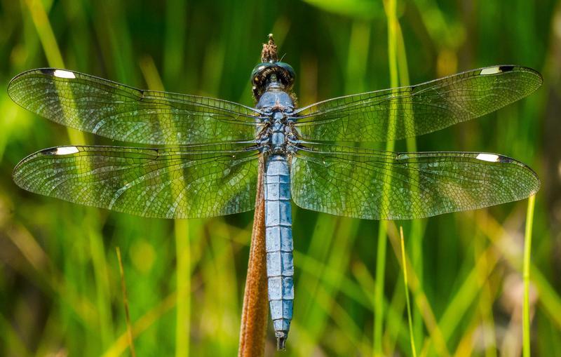 Photo of Spangled Skimmer