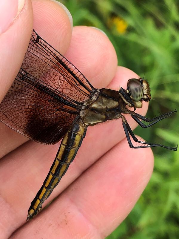 Photo of Widow Skimmer