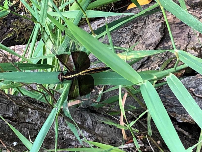 Photo of Widow Skimmer