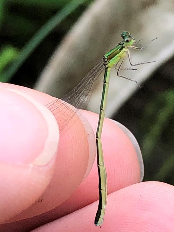 Photo of Sedge Sprite