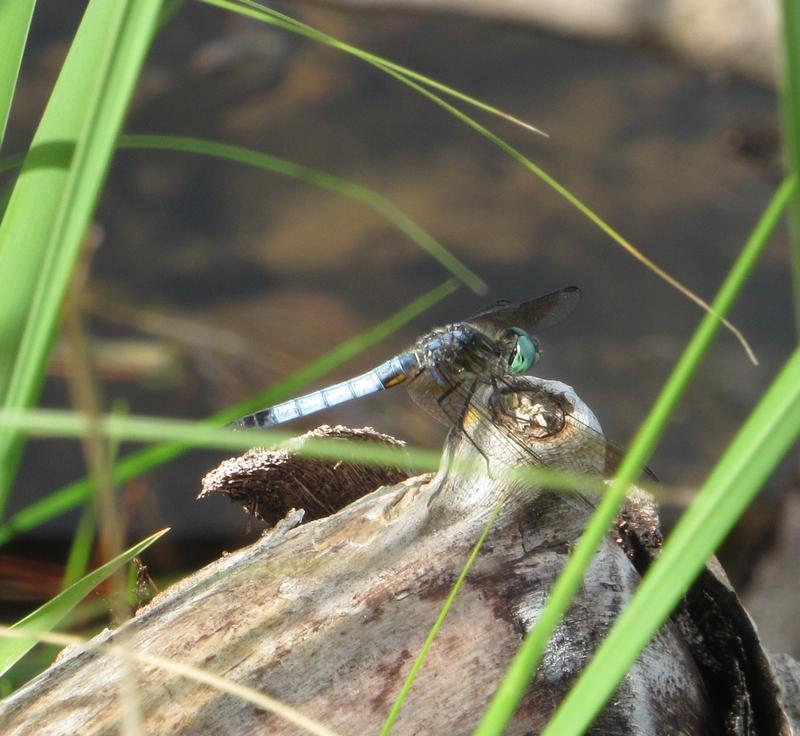 Photo of Blue Dasher