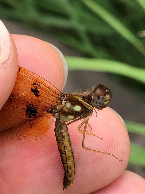 Photo of Eastern Amberwing