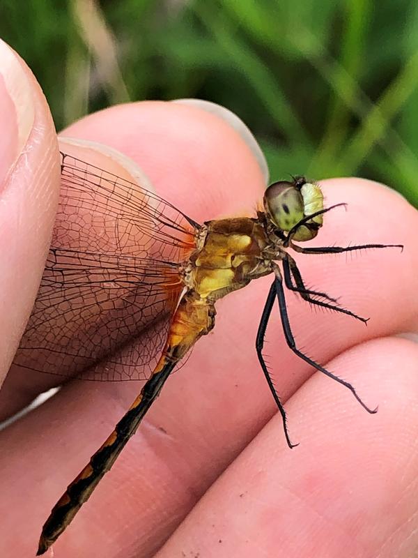 Photo of White-faced Meadowhawk