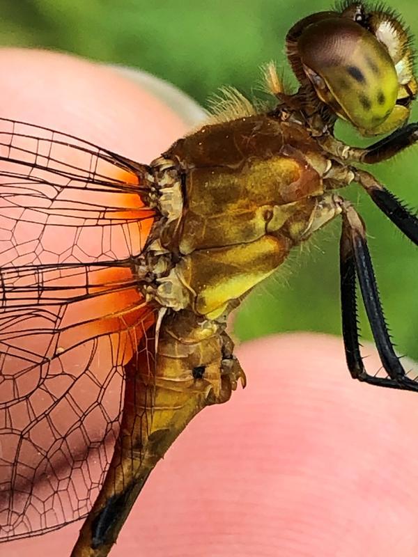 Photo of Ruby Meadowhawk