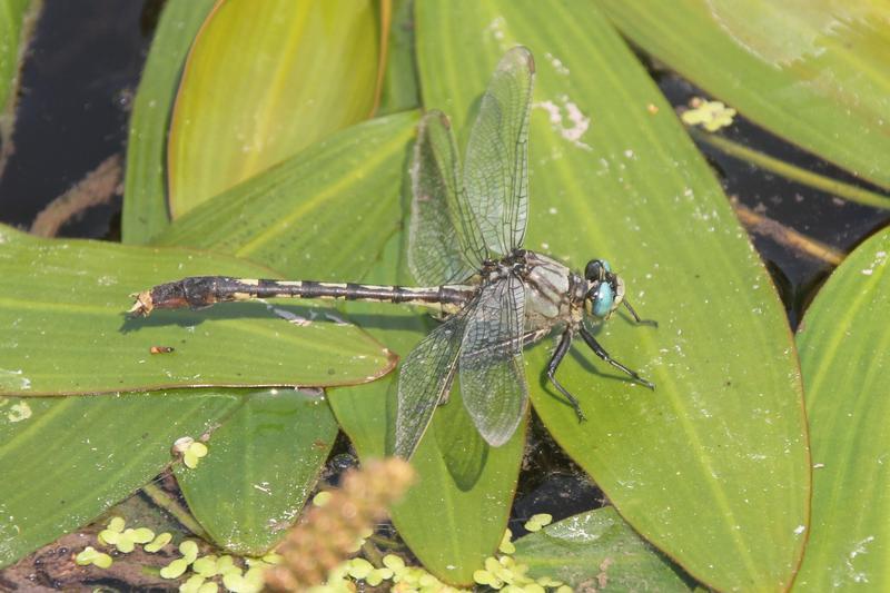 Photo of Unicorn Clubtail